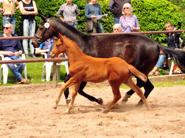 Trakehner Stutfohlen von Markus Deak xx u.d. Goltzburg v. Latimer u.d. Goldduca v. Anduc, Foto: Beate Langels