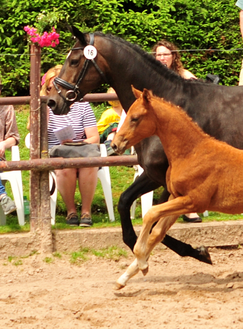 Trakehner Stutfohlen von Markus Deak xx u.d. Goltzburg v. Latimer u.d. Goldduca v. Anduc, Foto: Beate Langels