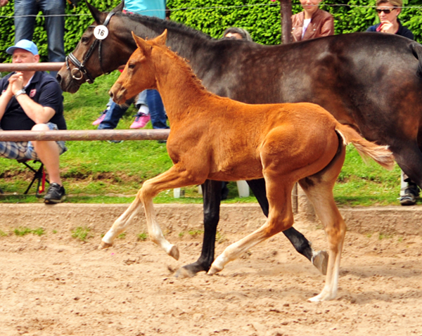 Trakehner Stutfohlen von Markus Deak xx u.d. Goltzburg v. Latimer u.d. Goldduca v. Anduc, Foto: Beate Langels