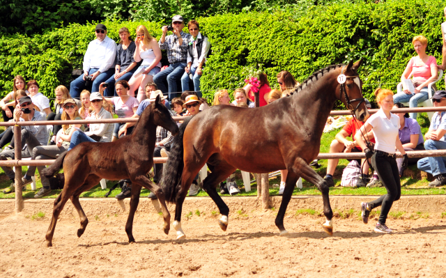 Trs Chic - Trakehner Stutfohlen von Schwarzgold u.d. Pr.u.StPrSt. Tacyra v. Saint Cyr - Foto: Beate Langels - Trakehner 
Gestt Hmelschenburg