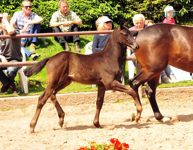 Trs Chic - Trakehner Stutfohlen von Schwarzgold u.d. Pr.u.StPrSt. Tacyra v. Saint Cyr - Foto: Beate Langels - Trakehner 
Gestt Hmelschenburg