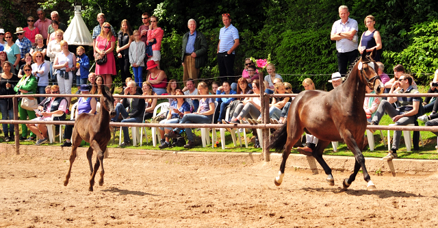 Trs Chic - Trakehner Stutfohlen von Schwarzgold u.d. Pr.u.StPrSt. Tacyra v. Saint Cyr - Foto: Beate Langels - Trakehner 
Gestt Hmelschenburg