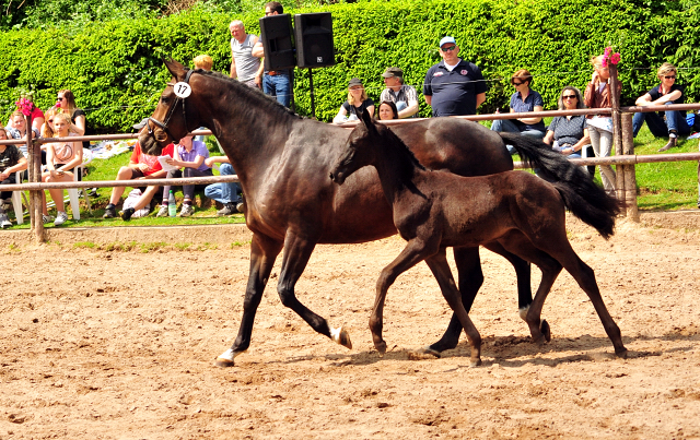 Trs Chic - Trakehner Stutfohlen von Schwarzgold u.d. Pr.u.StPrSt. Tacyra v. Saint Cyr - Foto: Beate Langels - Trakehner 
Gestt Hmelschenburg