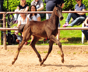 Trakehner Filly by Schwarzgold out of Pr.a. StPrSt. Tacyra
by Saint Cyr - Gestt Hmelschenburg - Beate Langels