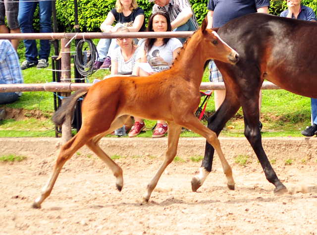 21. Mai 2017 - Fohlenschau im Gestt Hmelschenburg  - Foto: Beate Langels