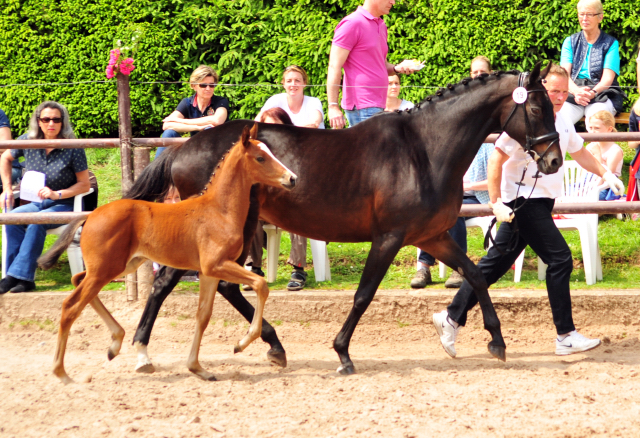 21. Mai 2017 - Fohlenschau im Gestt Hmelschenburg  - Foto: Beate Langels