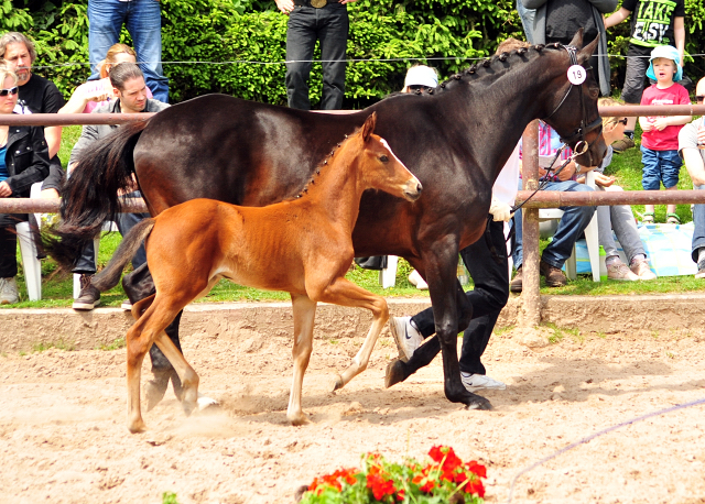 21. Mai 2017 - Fohlenschau im Gestt Hmelschenburg  - Foto: Beate Langels