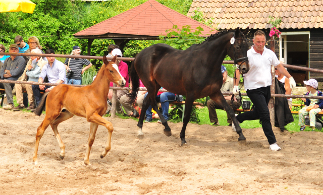 21. Mai 2017 - Fohlenschau im Gestt Hmelschenburg  - Foto: Beate Langels