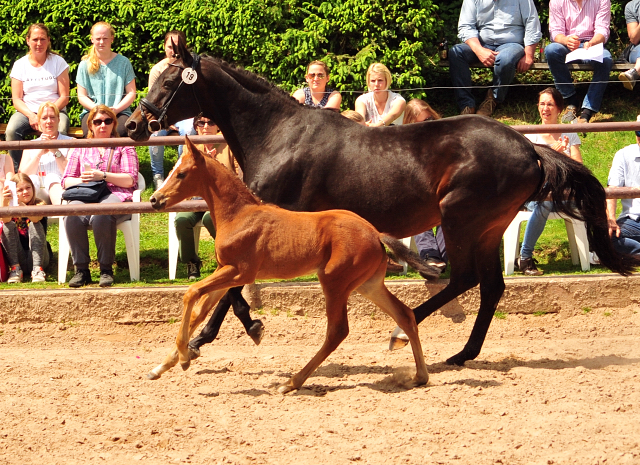 21. Mai 2017 - Fohlenschau im Gestt Hmelschenburg  - Foto: Beate Langels