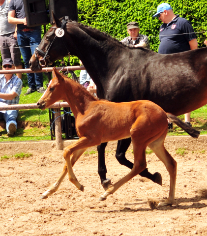 21. Mai 2017 - Fohlenschau im Gestt Hmelschenburg  - Foto: Beate Langels