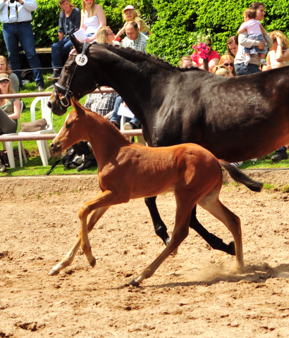 21. Mai 2017 - Fohlenschau im Gestt Hmelschenburg  - Foto: Beate Langels