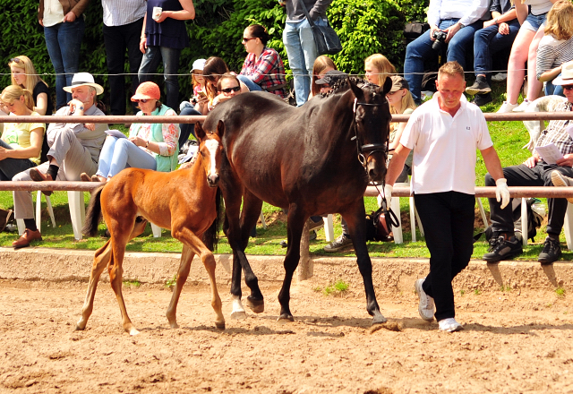 21. Mai 2017 - Fohlenschau im Gestt Hmelschenburg  - Foto: Beate Langels