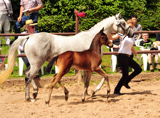 21. Mai 2017 - Stutfohlen von Scaglietti u.d. Insterschnee v. Best Before Midnight - Foto: Beate Langels