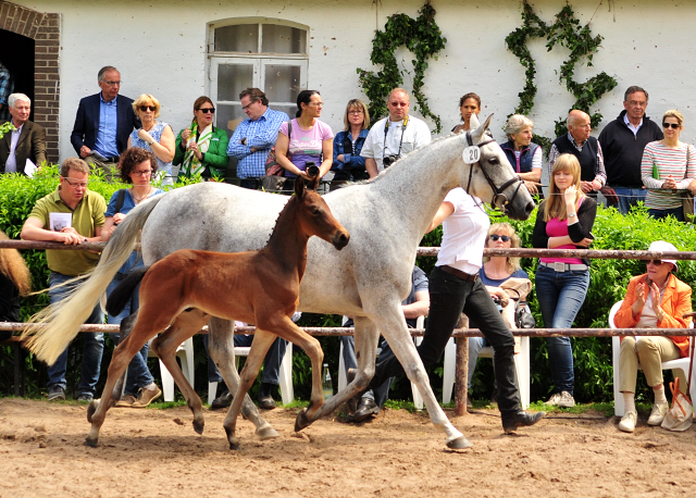 21. Mai 2017 - Stutfohlen von Scaglietti u.d. Insterschnee v. Best Before Midnight - Foto: Beate Langels