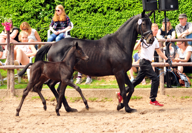 Hengstfohlen von Kentucky u.d. Pr.St. Aurelia v. Summertime - Foto: Beate Langels