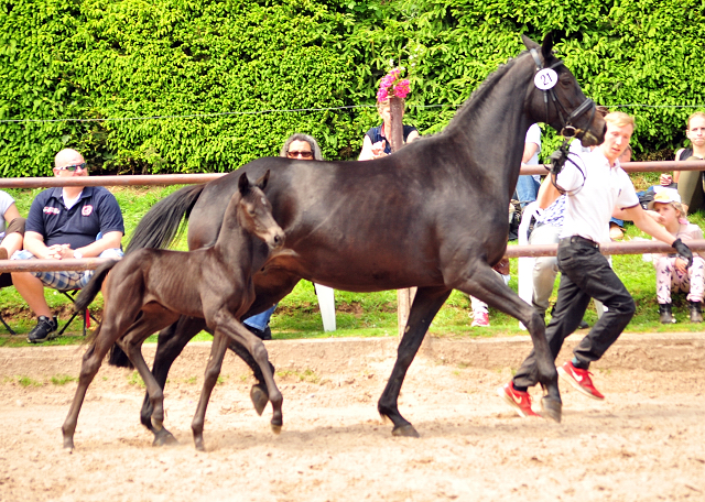 Hengstfohlen von Kentucky u.d. Pr.St. Aurelia v. Summertime - Foto: Beate Langels