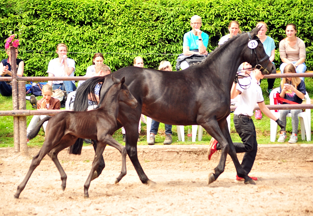 Hengstfohlen von Kentucky u.d. Pr.St. Aurelia v. Summertime - Foto: Beate Langels