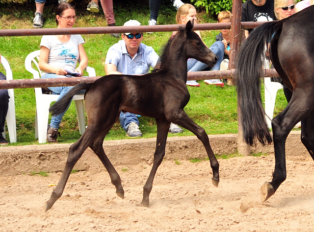 Hengstfohlen von Kentucky u.d. Pr.St. Aurelia v. Summertime - Foto: Beate Langels