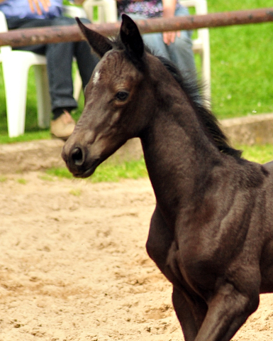 Hengstfohlen von Kentucky u.d. Pr.St. Aurelia v. Summertime - Foto: Beate Langels