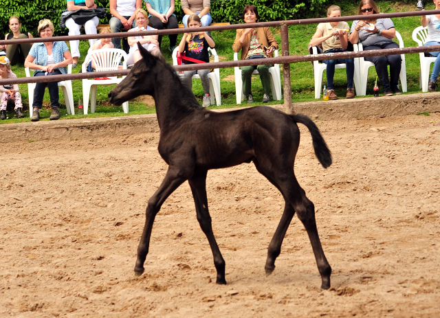 Hengstfohlen von Kentucky u.d. Pr.St. Aurelia v. Summertime - Foto: Beate Langels