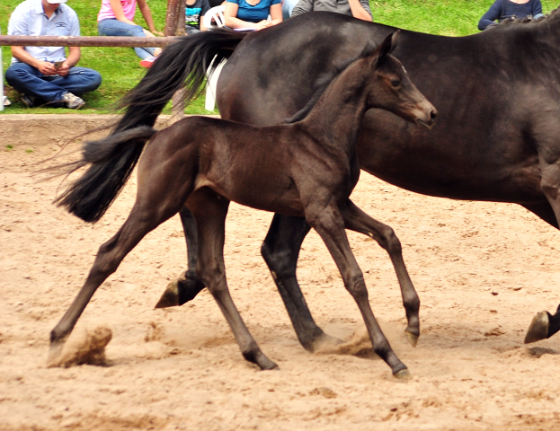 Hengstfohlen von Kentucky u.d. Pr.St. Aurelia v. Summertime - Foto: Beate Langels