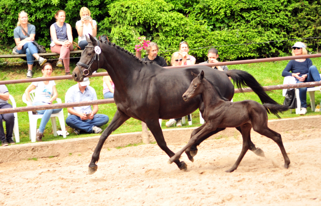 Hengstfohlen von Kentucky u.d. Pr.St. Aurelia v. Summertime - Foto: Beate Langels