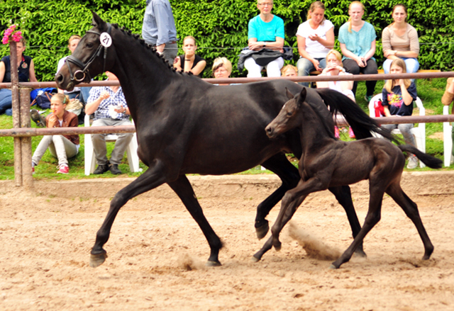 Hengstfohlen von Kentucky u.d. Pr.St. Aurelia v. Summertime - Foto: Beate Langels