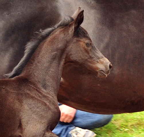 Hengstfohlen von Kentucky u.d. Pr.St. Aurelia v. Summertime - Foto: Beate Langels