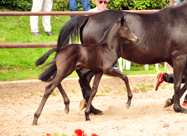 Hengstfohlen von Kentucky u.d. Pr.St. Aurelia v. Summertime - Foto: Beate Langels