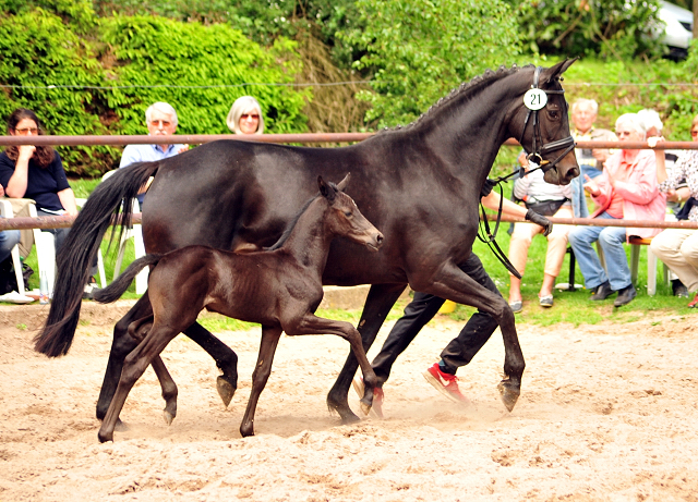 Hengstfohlen von Kentucky u.d. Pr.St. Aurelia v. Summertime - Foto: Beate Langels