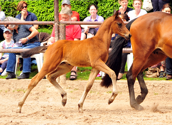 Hengstfohlen von High Motion u.d. Pr.u.StPrSt. Konora v. Hofrat - Foto: Beate Langels