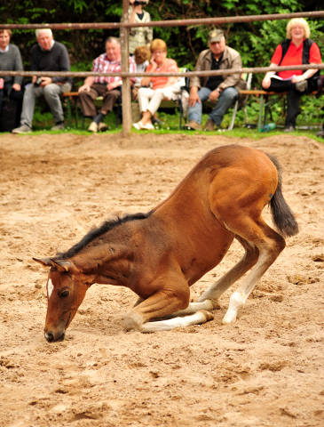 Stutfohlen von High Motion u.d. Val de Vienne v. Exclusiv - Foto Beate Langels