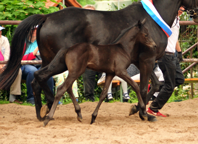 Hengstfohlen von Kentucky u.d. Pr.St. Aurelia v. Summertime - Foto: Beate Langels