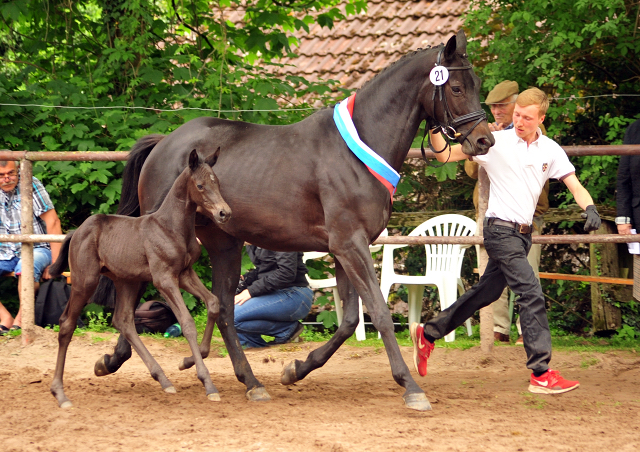 Hengstfohlen von Kentucky u.d. Pr.St. Aurelia v. Summertime - Foto: Beate Langels