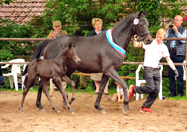 Hengstfohlen von Kentucky u.d. Pr.St. Aurelia v. Summertime - Foto: Beate Langels