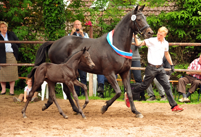 Hengstfohlen von Kentucky u.d. Pr.St. Aurelia v. Summertime - Foto: Beate Langels