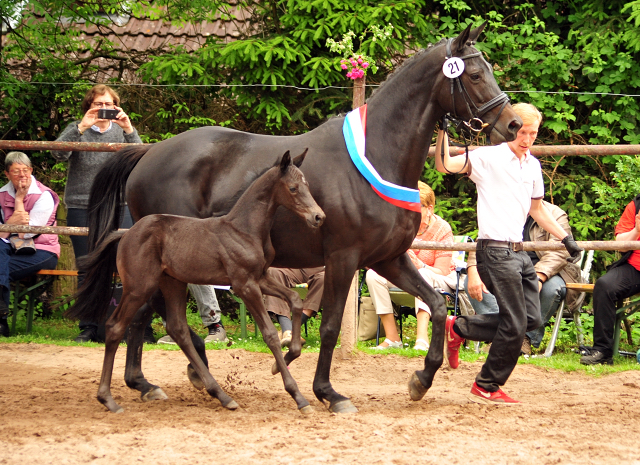 Hengstfohlen von Kentucky u.d. Pr.St. Aurelia v. Summertime - Foto: Beate Langels