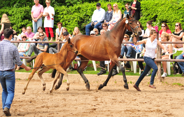 Hengstfohlen von High Motion u.d. Pr.u.StPrSt. Konora v. Hofrat - Foto: Beate Langels