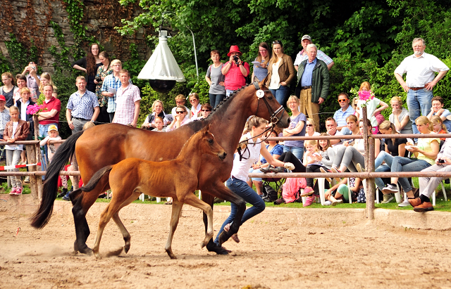 Hengstfohlen von High Motion u.d. Pr.u.StPrSt. Konora v. Hofrat - Foto: Beate Langels