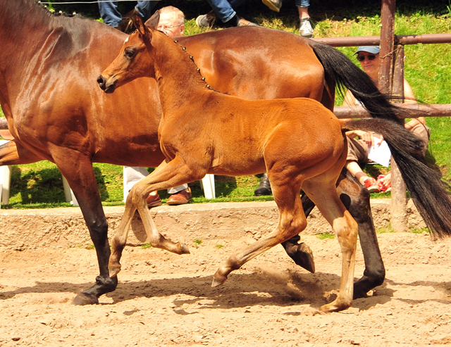 Hengstfohlen von High Motion u.d. Pr.u.StPrSt. Konora v. Hofrat - Foto: Beate Langels