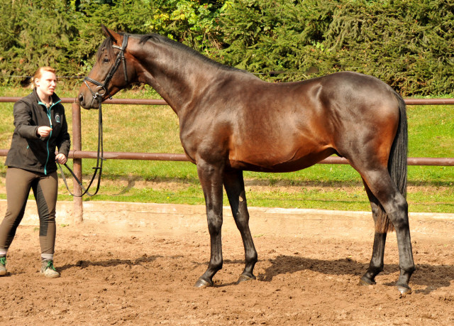 Hengst von Summertime u.d. Elitestute Schwalbenspiel v. Exclusiv - Gestt Hmelschenburg Mitte August 2014, Foto: Beate Langels, 
Trakehner Gestt Hmelschenburg - Beate Langels