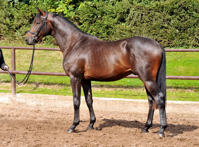 Hengst von Summertime u.d. Elitestute Schwalbenspiel v. Exclusiv - Gestt Hmelschenburg Mitte August 2014, Foto: Beate Langels, 
Trakehner Gestt Hmelschenburg - Beate Langels