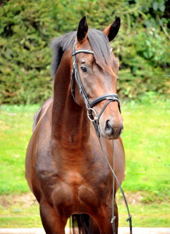 Trakehner Colt by Summertime out of Schwalbenspiel by Exclusiv - Foto: Beate Langels - 
Trakehner Gestt Hmelschenburg