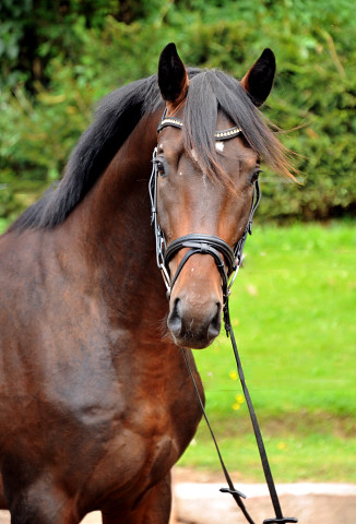 Hengst von Summertime u.d. Elitestute Schwalbenspiel v. Exclusiv - Gestt Hmelschenburg Mitte August 2014, Foto: Beate Langels, 
Trakehner Gestt Hmelschenburg - Beate Langels