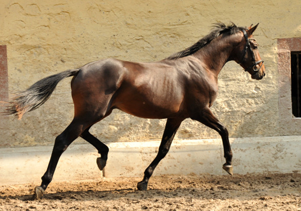 Hengst von Summertime u.d. Elitestute Schwalbenspiel v. Exclusiv - Gestt Hmelschenburg Mitte August 2014, Foto: Beate Langels, 
Trakehner Gestt Hmelschenburg - Beate Langels