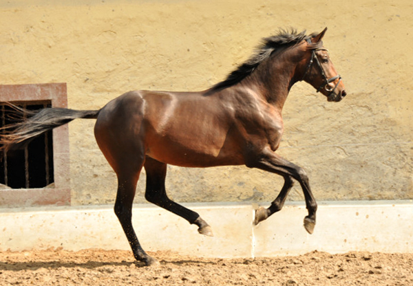 Hengst von Summertime u.d. Elitestute Schwalbenspiel v. Exclusiv - Gestt Hmelschenburg Mitte August 2014, Foto: Beate Langels, 
Trakehner Gestt Hmelschenburg - Beate Langels