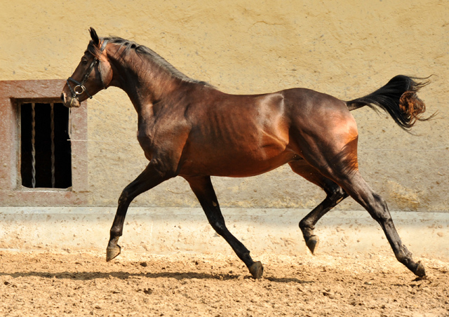 Hengst von Summertime u.d. Elitestute Schwalbenspiel v. Exclusiv - Gestt Hmelschenburg Mitte August 2014, Foto: Beate Langels, 
Trakehner Gestt Hmelschenburg - Beate Langels