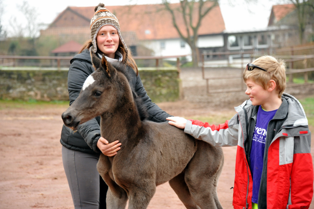 Das erste Fotoshooting - im zarten Alter von 14 Stunden: Trakehner Hengstfohlen von Saint Cyr u.d. Greta Garbo v. Alter Fritz, Gestt Hmelschenburg - Beate Langels