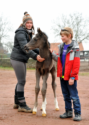 Das erste Fotoshooting - im zarten Alter von 14 Stunden: Trakehner Hengstfohlen von Saint Cyr u.d. Greta Garbo v. Alter Fritz, Gestt Hmelschenburg - Beate Langels