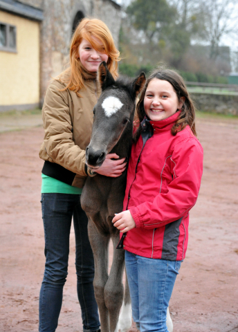 Trakehner colt by Saint Cyr out of Championmare Greta Garbo by Alter Fritz, Gestt Hmelschenburg - Beate Langels